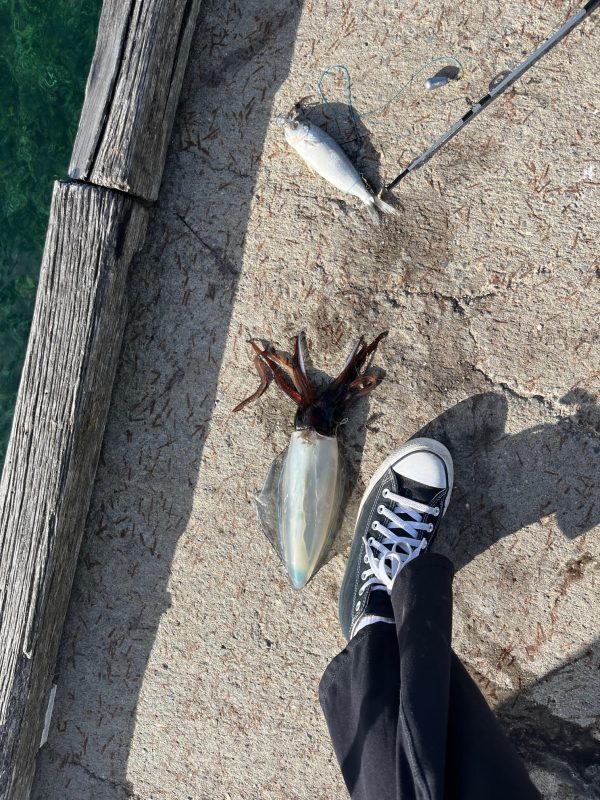 Squid SIze of Foot